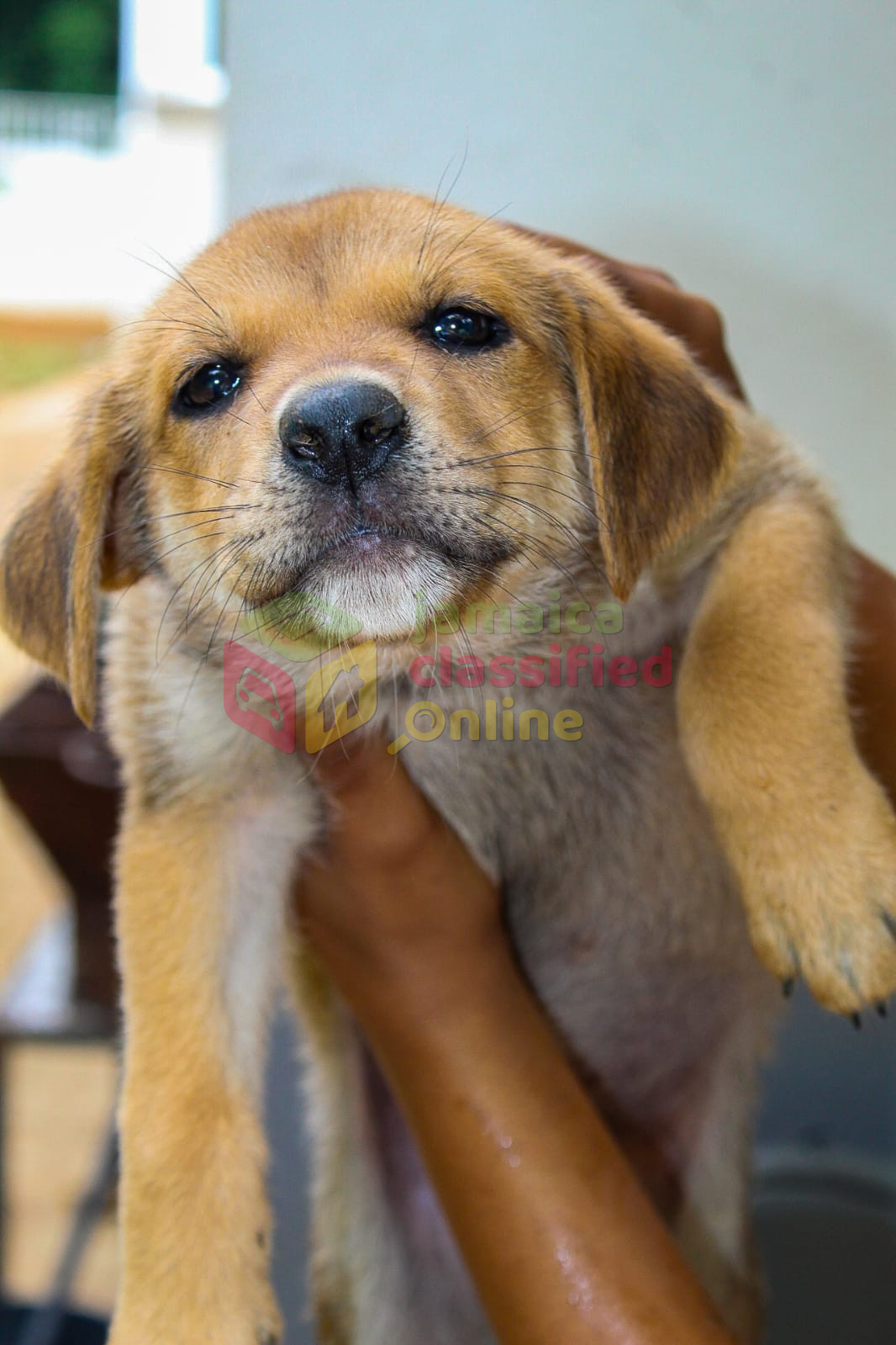 Female Akita X Gsd Pup #2 for sale in Delivery Available St Catherine