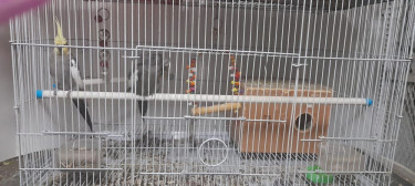 Cockatiels (getting Cage & Everything)