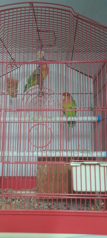 Love Birds (getting Cage & Everything)