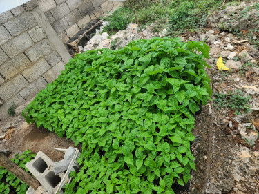 West Indian Red Peppers Seedlings For Sale