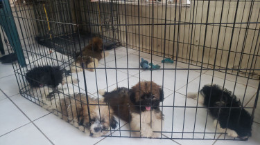 Shih Tzu Pomeranian Puppies Dogs Portmore - Delivery Available At Additional Cost