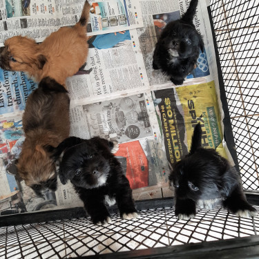 Shih Tzu Mix Puppies For Sale 