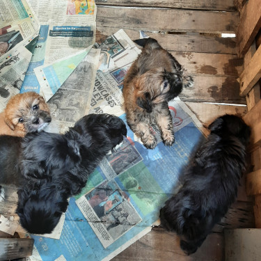 Shih Tzu Mix Puppies For Sale 