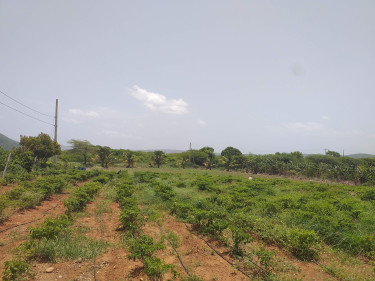5 Acres Of Farm Land For Sale - Old Harbour