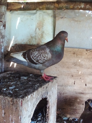 Topnotch Pigeon And Hybrid