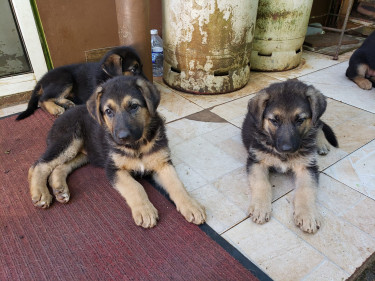 Purebred German Shepherd Pups Dogs Mandeville