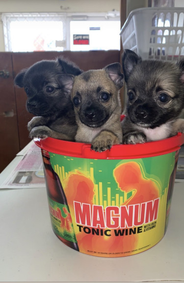 Purebred Chihuahua Pups For Sale