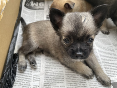 Purebred Chihuahua Pups For Sale
