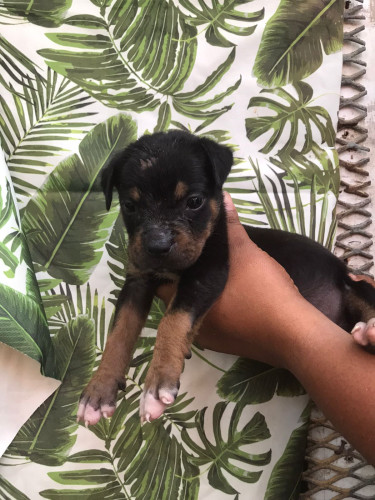 Pitbull Mix With Rottweiler 