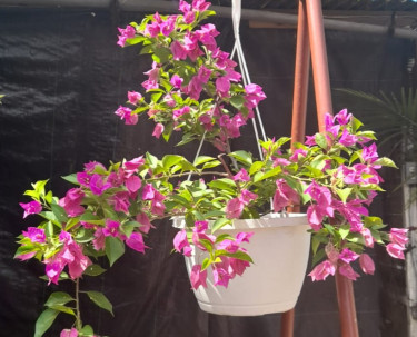HANGING BOUGAINVILLEAS FOR SALE 