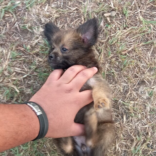 MALE Pomeranian/shih Tzu Puppy