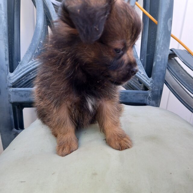 MALE Pomeranian/shih Tzu Puppy