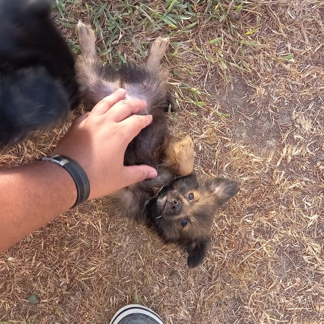 MALE Pomeranian/shih Tzu Puppy