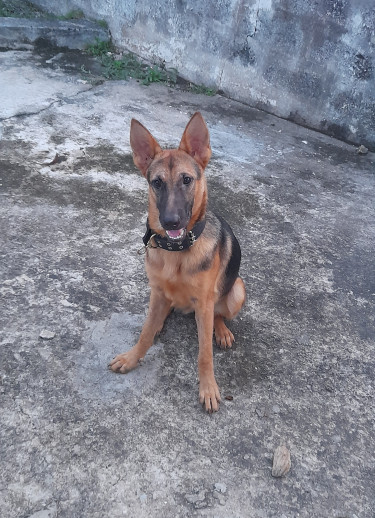 7 Month Old Female Alsatian Dog