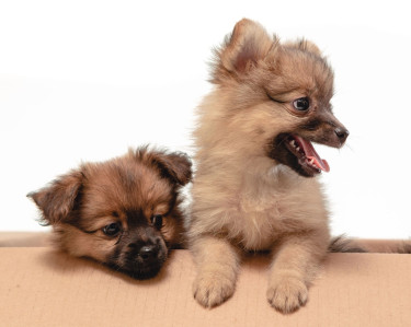 Pomeranian X Papillon Pups