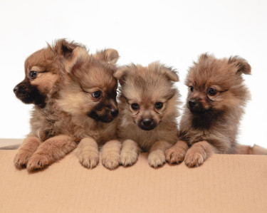 Pomeranian X Papillon Pups