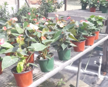 BEAUTIFUL ANTHURIUMS FOR SALE 