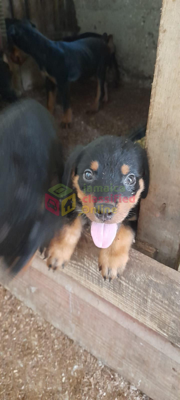 For Sale: 7 Weeks Old Rottweiler Pups Available - Montego Bay