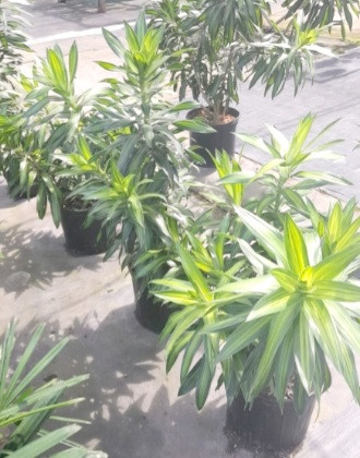SONG OF JAMAICA PLANTS FOR SALE 