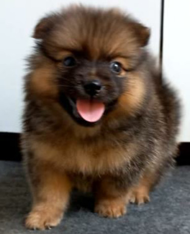 Fullbred Pomeranian Puppies Available 