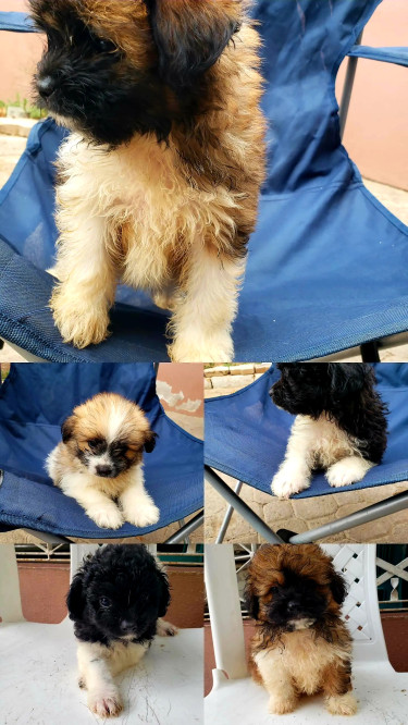 Shih-tzu Pomeranian Mix Puppies 