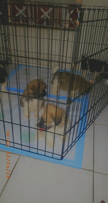 Shih-tzu Pomeranian Mix Puppies 