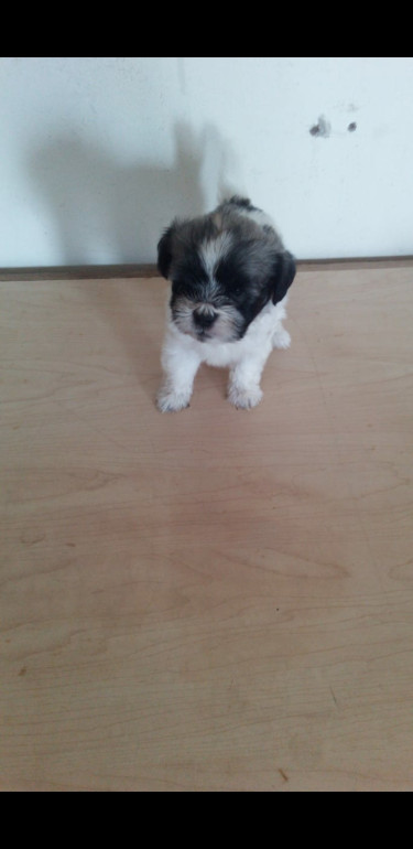 Shihpoo  Puppies For Sale 