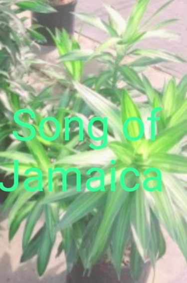 SONG OF JAMAICA PLANTS FOR SALE 