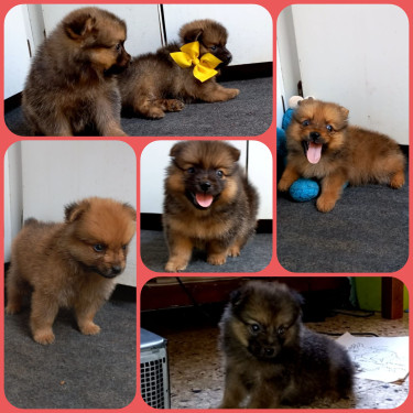 Pomeranian Puppies Available  Dogs Red Hills 