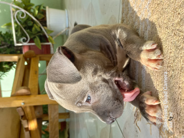 Blue Nose Pitbull Puppy Available Male 