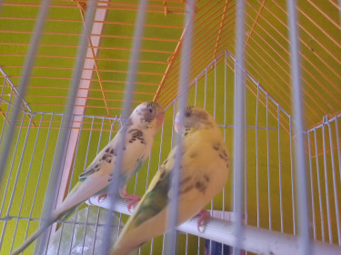 Exotic Birds For Sale