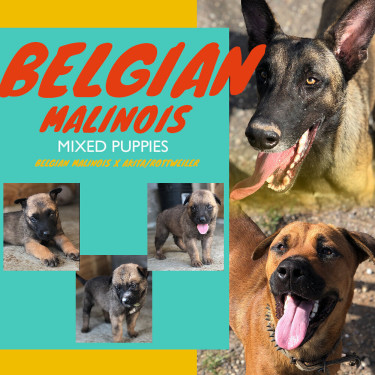 6 Weeks Belgian Malinois X Akita N Rottweiler