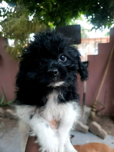 Shih-tzu Pomeranian Puppies Available 