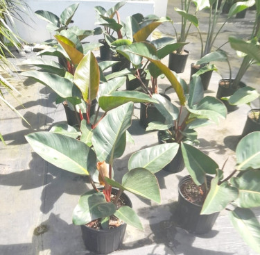 BEAUTIFUL PHILODENDRON PLANTS FOR SALE 