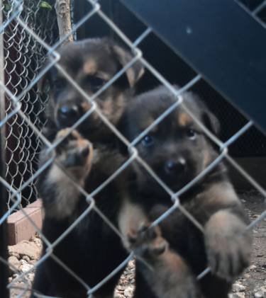 German Shepherd/Doberman Puppies