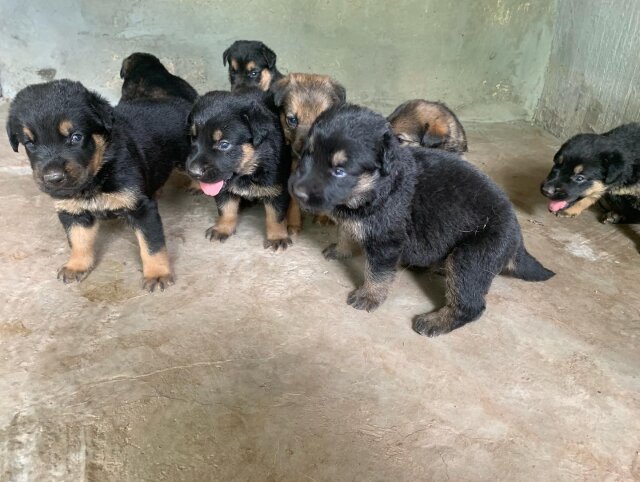 German Shepherd X Rottweiler Puppies For Sale