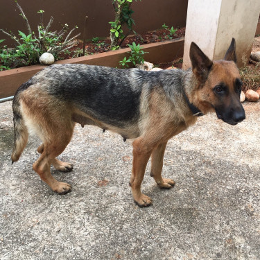 2 Year Old Female Purebred German Sheperd