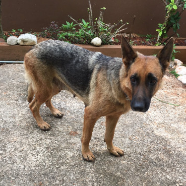 2 Year Old Female Purebred German Sheperd