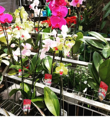 ORCHIDS FOR SALE 