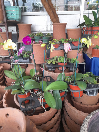 BEAUTIFUL ORCHIDS FOR SALE 