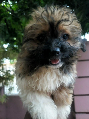 Shih-tzu Pomeranian Puppy 