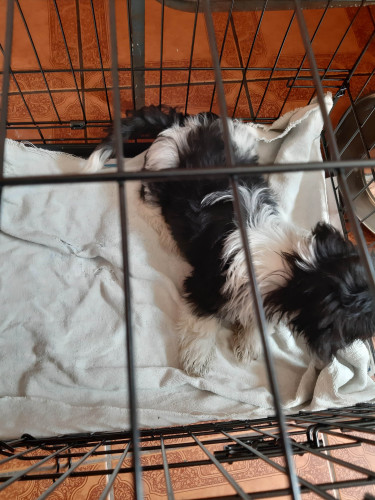 Female Shitzu Puppy, 13 Weeks Old