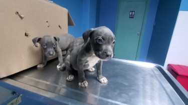 American Bully Puppies(whatsapp Text Or Call Only)