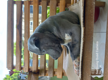 Male Blue Nose Pup