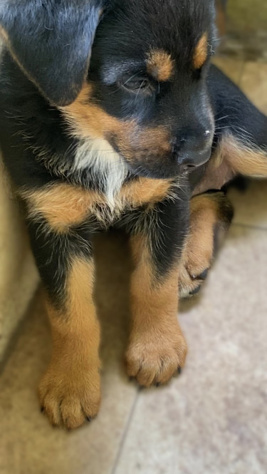 Female Rottweiler German Shepherd Mix Pup.