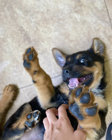 Female Rottweiler German Shepherd Mix Pup.