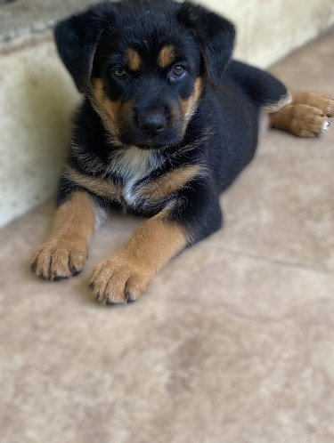 Female Rottweiler German Shepherd Mix Pup.