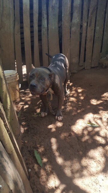 American Bully Stud Available