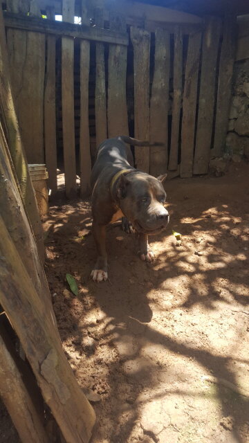 American Bully Stud Available