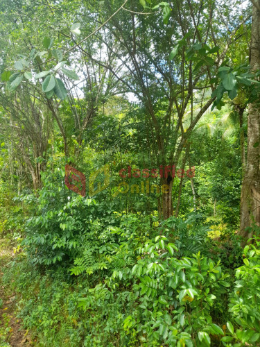 5 Acres Of Land In Ocean Ridge/ Spring Valley